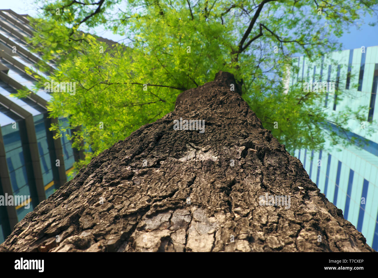 Incredibile closeup ruvida di corteccia di albero di albero di tamarindo vista dal basso, un edificio moderno foglia verde sul cielo blu, urban alberi fanno un ambiente fresco nelle grandi città Foto Stock