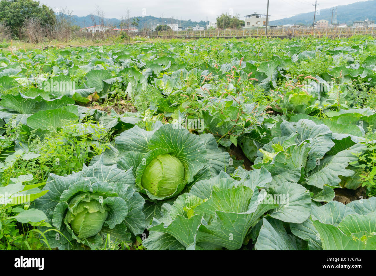 Matura cavolo organico farm in una giornata nuvolosa a Tongluo Township, Miaoli, Taiwan Foto Stock