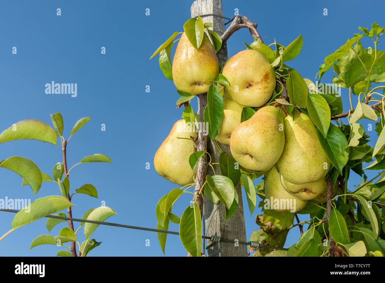 Mazzetto di pere in una struttura ad albero varietale con garter attaccato al traliccio. Azienda Agricola Industriale Garden Foto Stock