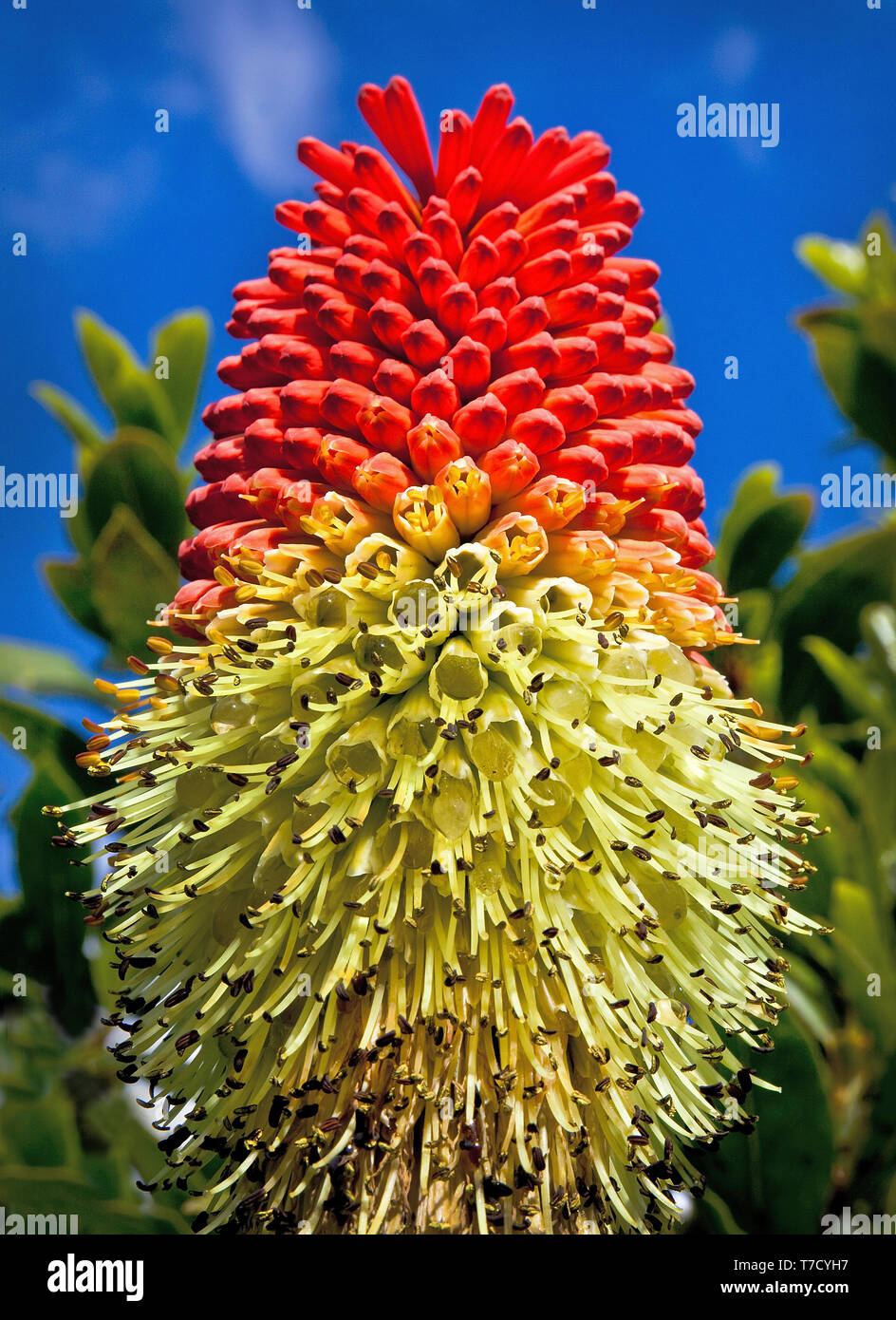 Un Red Hot poker di testa, a partire per andare alle sementi e contenente gocce di rugiada di mattina. Foto Stock