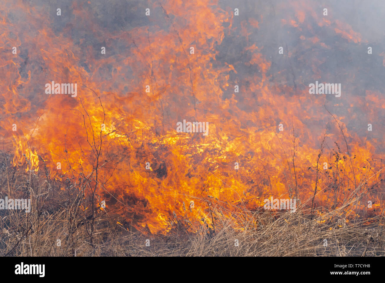 Rosso fiamma di fuoco con diverse figure sullo sfondo la masterizzazione di erba secca nella foresta di primavera. Soft focus blur dal forte wildfire. Foto Stock