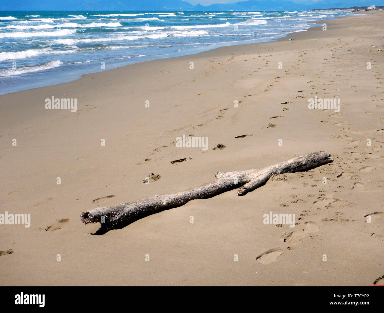 Un vecchio ramo di albero gettato sulla spiaggia dalle onde distesi sulla sabbia come un naufrago uomo esausto e distrutto dalla fatica Foto Stock