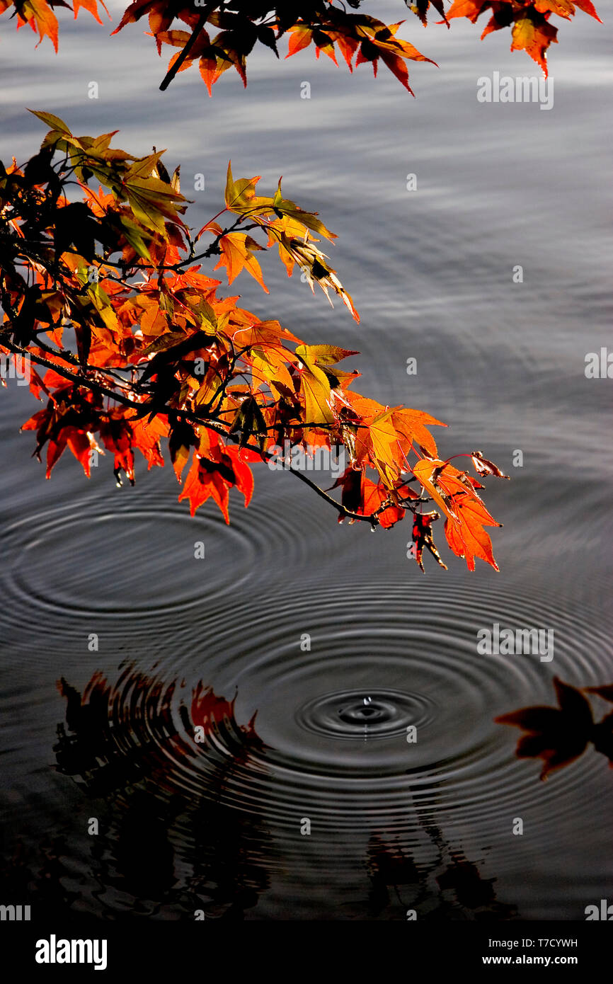 Giapponese acero in autunno con la rugiada gocciolamento in un lago. Foto Stock