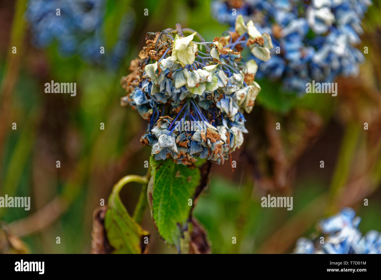 Un fiore di ortensie che mostra i segni della siccità, girando marrone e depressione. Foto Stock