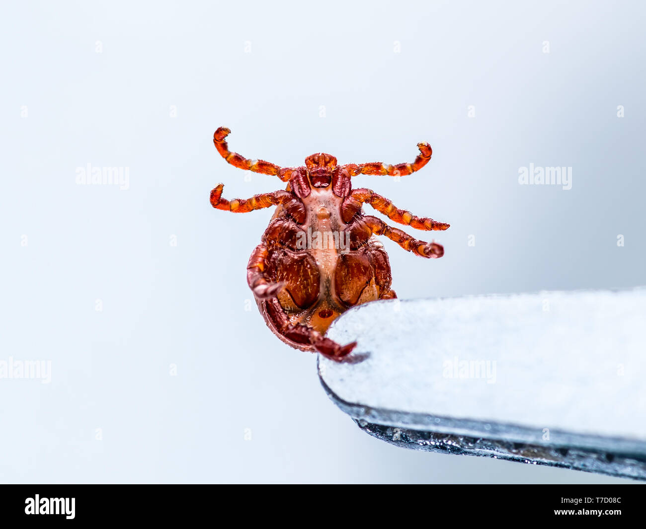 Virus dell'encefalite o borelliosi di Lyme malattia o la febbre di scimmia Dermacentor infettive Tick aracnide insetto parassita pinzette Laboratorio Macro Foto Stock