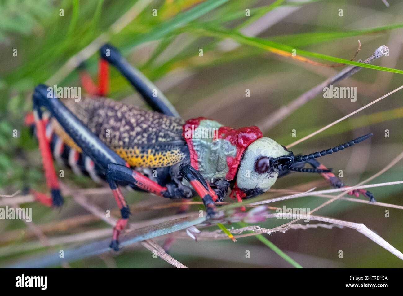 Schiuma Koppie / pacchiano grasshopper. Grasshopper colorati / locust fotografata al Blyde River Canyon, Sud Africa. Foto Stock