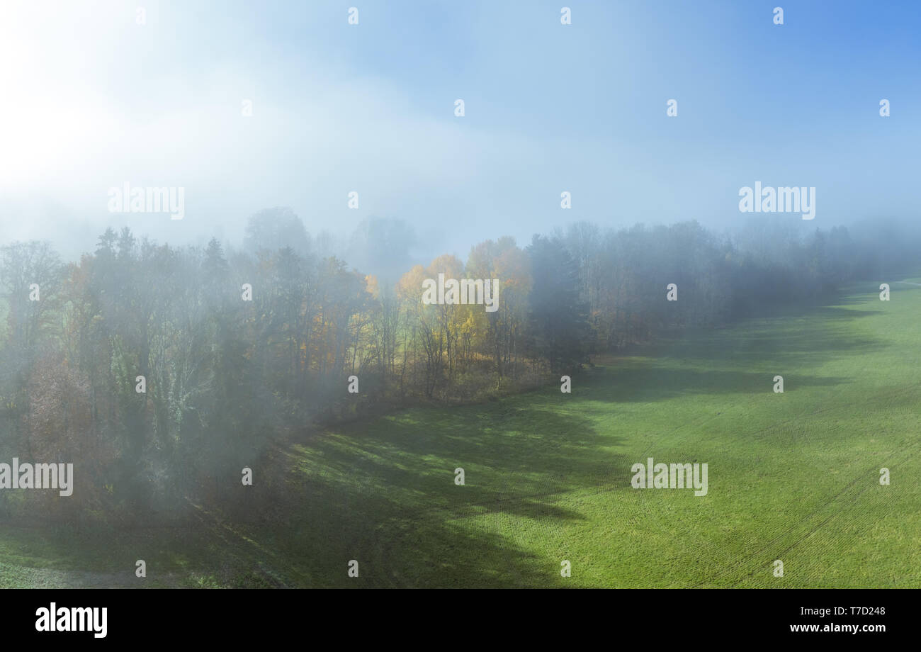 Gli alberi su un prato nella nebbia di mattina Foto Stock