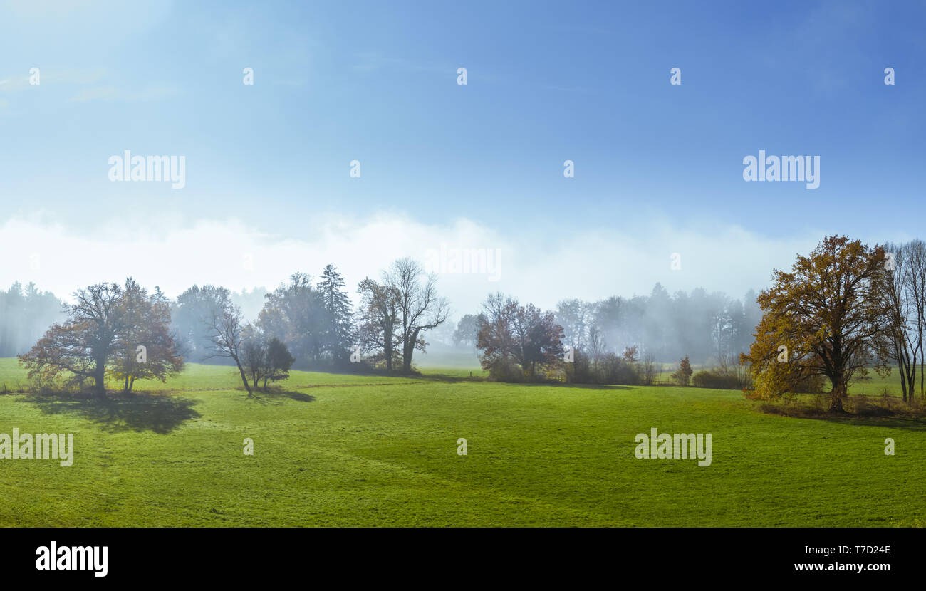 Gli alberi su un prato nella nebbia di mattina Foto Stock