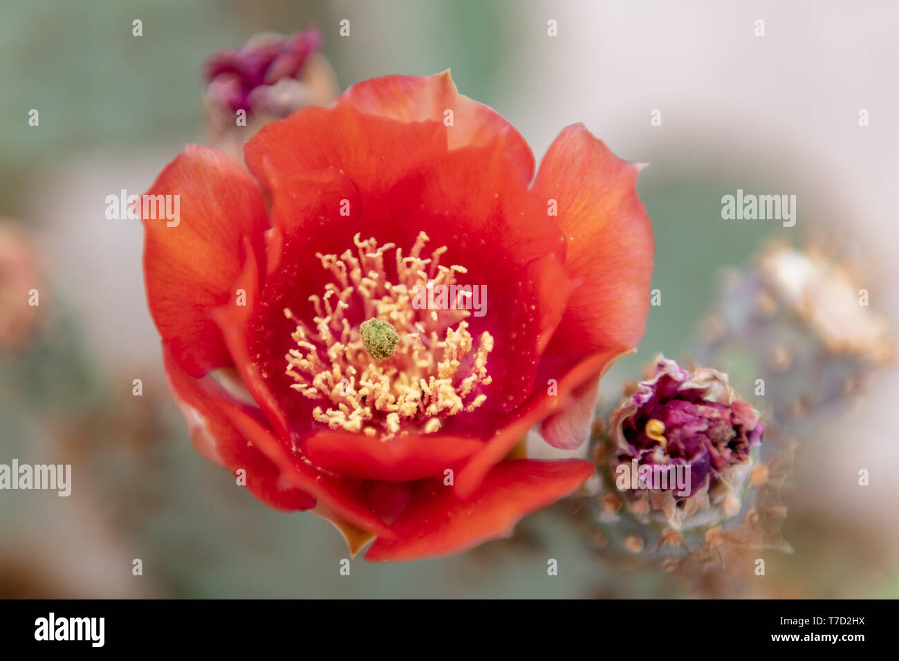 Ficodindia Cactus (Opuntia) con fiori in Tucson, Arizona, Stati Uniti d'America Foto Stock