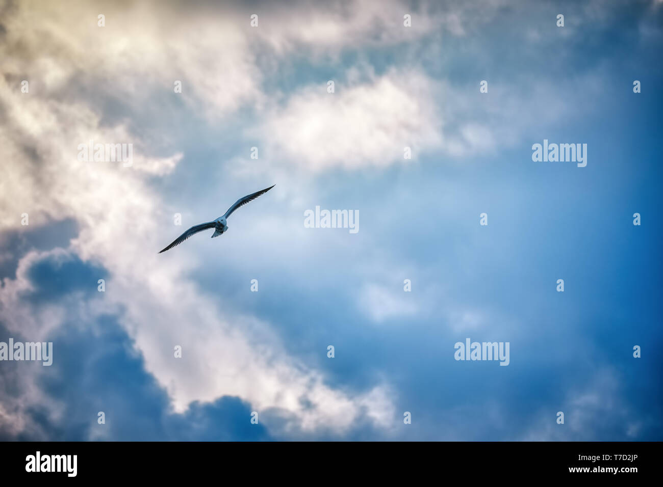Seagull battenti e in bilico contro un moody drammatico sfondo con cielo nuvoloso Foto Stock