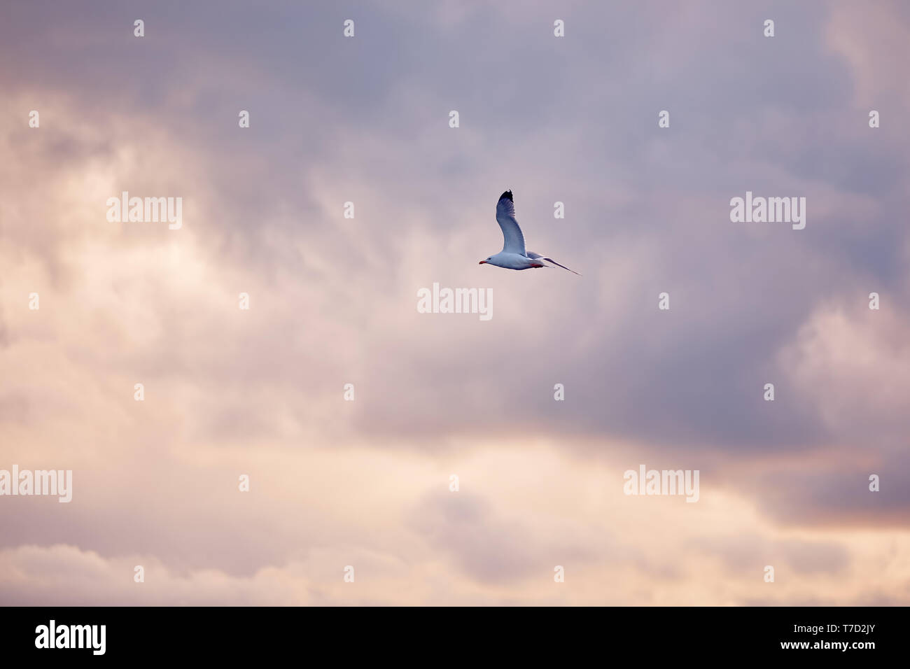 Seagull battenti e in bilico contro un moody drammatico sfondo con cielo nuvoloso Foto Stock