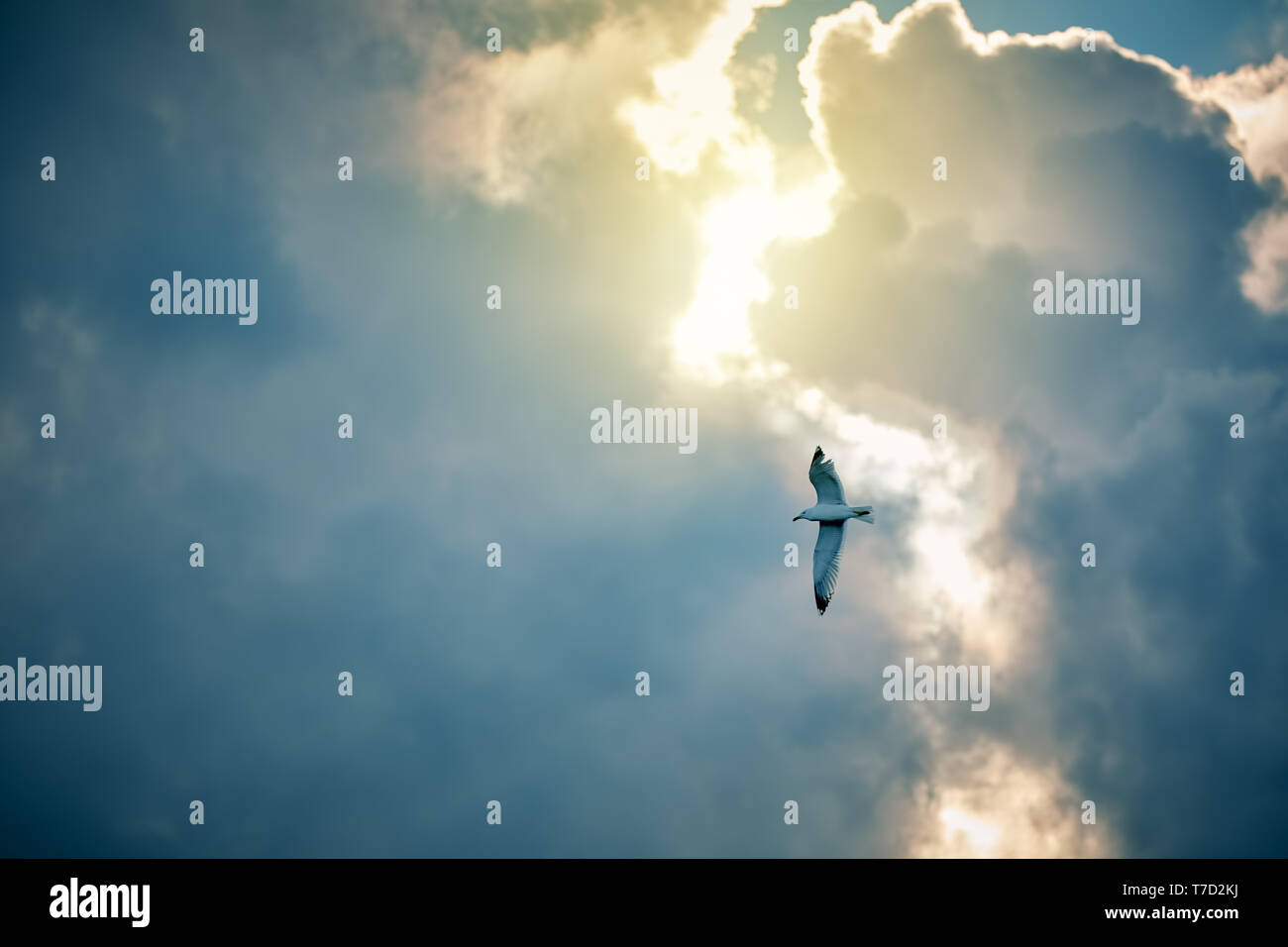 Seagull volare e librarsi contro un moody drammatico cielo nuvoloso Foto Stock