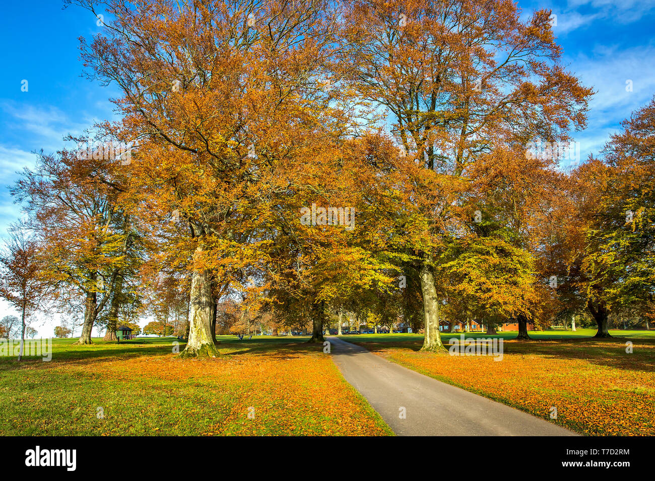 Faggi in autunno per il Rushmore Park Golf Club, WILTSHIRE REGNO UNITO Foto Stock
