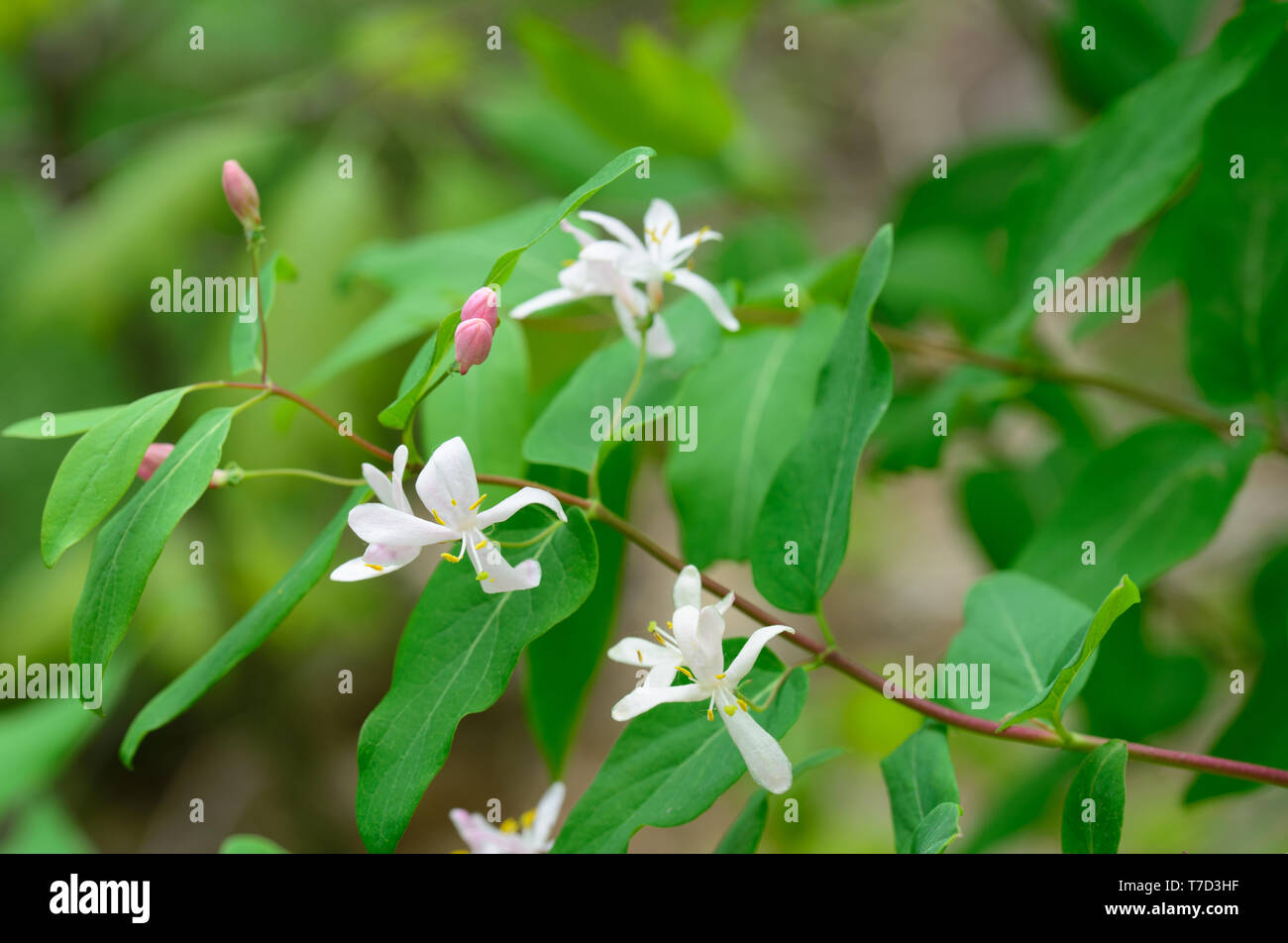 Caprifoglio fiori bianchi su ramoscello macro Foto Stock