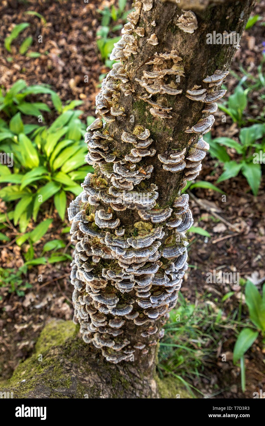 FUNGO TAIL DI TACCHINO SU UN TRONCO DI ALBERO FORESTALE IN UN BOSCO UMIDO E OMBROSO NEL REGNO UNITO MERIDIONALE Foto Stock