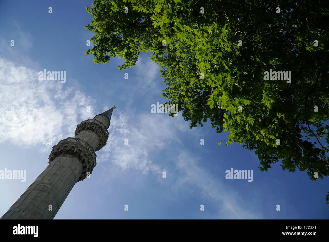 Minareto della Moschea Suleymaniye a Istanbul con un albero piano Foto Stock