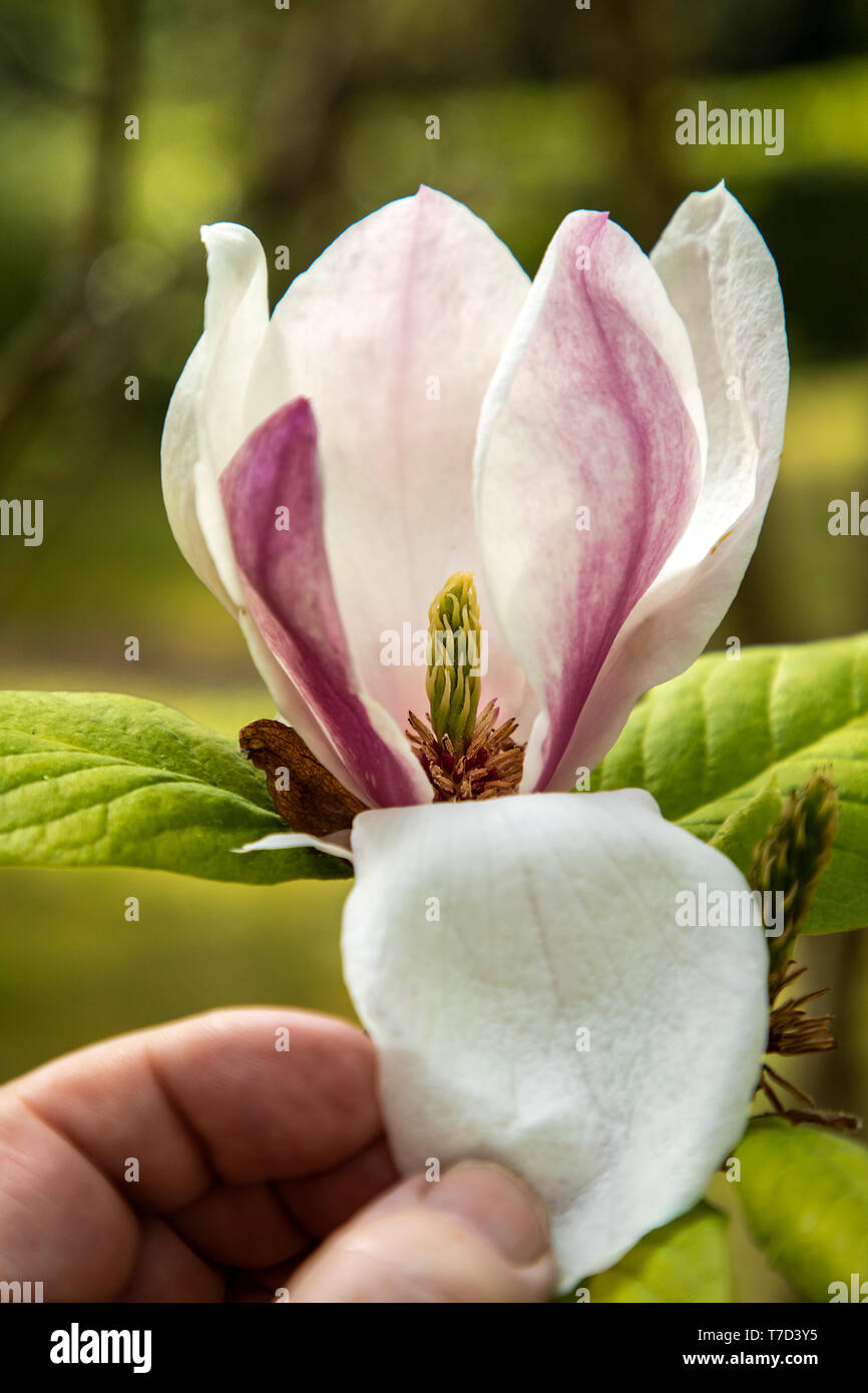 PRIMO PIANO DI FIORI DI ALBERO MAGNOLIA SOULANGEANA CON UN PETALO TENUTO PREMUTO PER MOSTRARE GLI STAMI E GLI INTERNI FLOREALI Foto Stock
