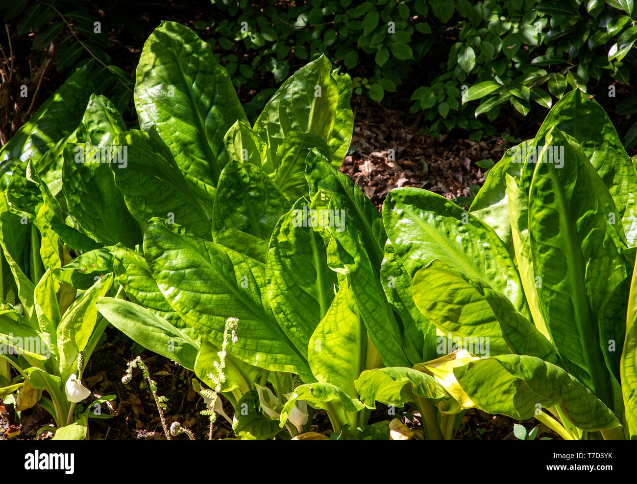 FOGLIE DI CAVOLO SKUNK ALLA LUCE DEL SOLE CON DETTAGLI DI FOGLIE CHE CREANO UNO SFONDO BOTANICO VERDE Foto Stock
