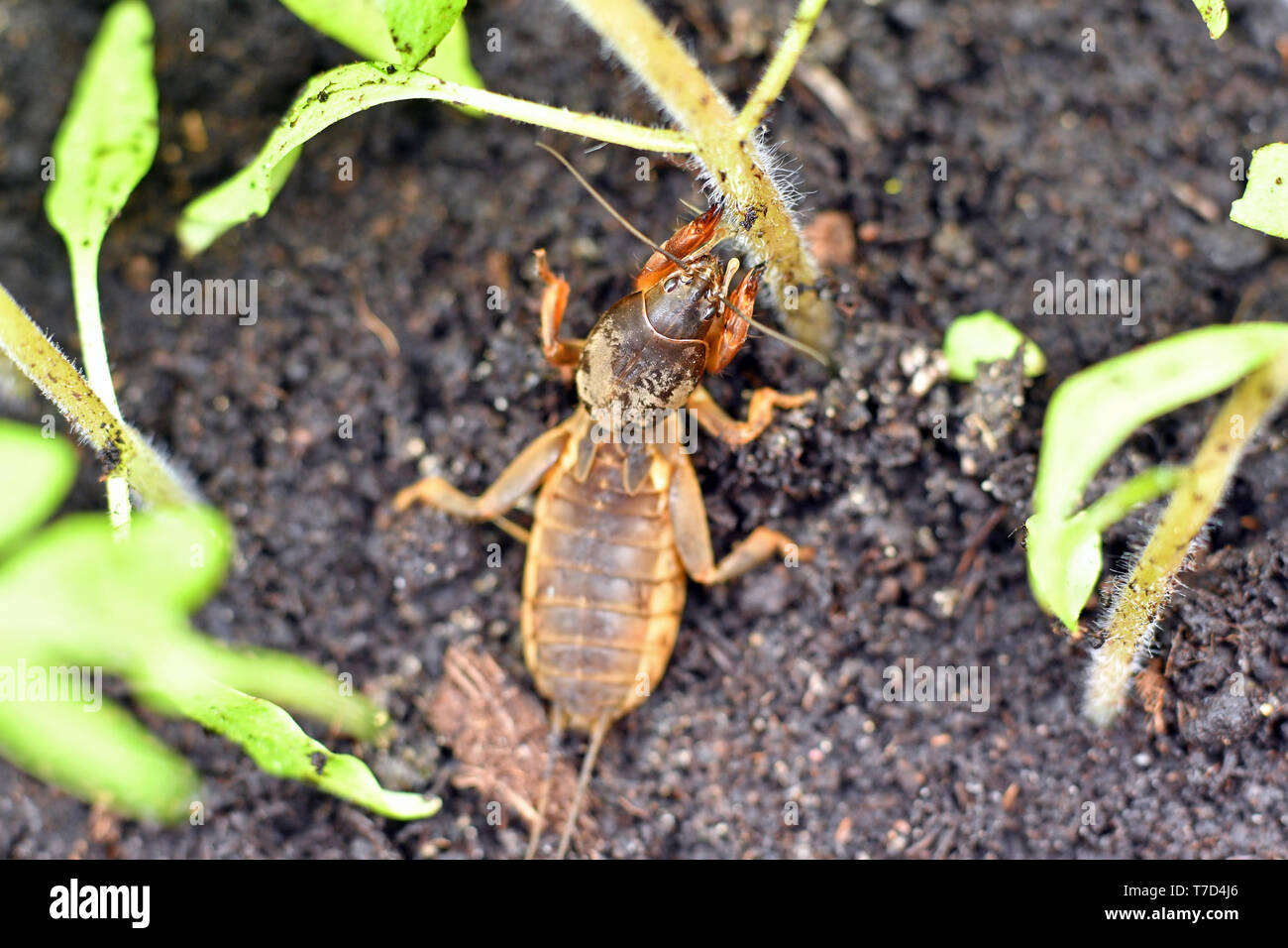 Mole cricket, mangiare una giovane pianta di pomodoro Foto Stock
