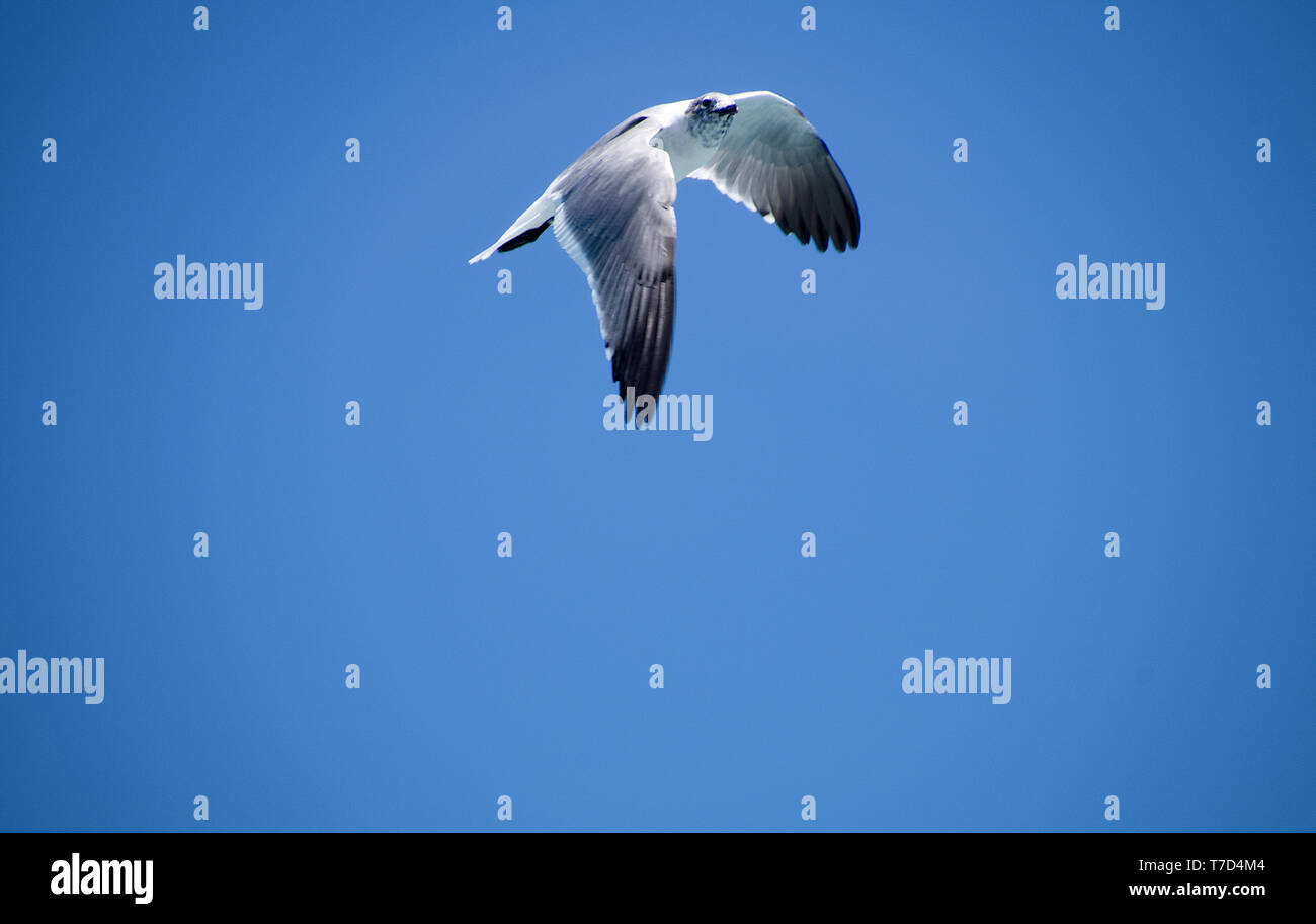 Seagull in volo Foto Stock