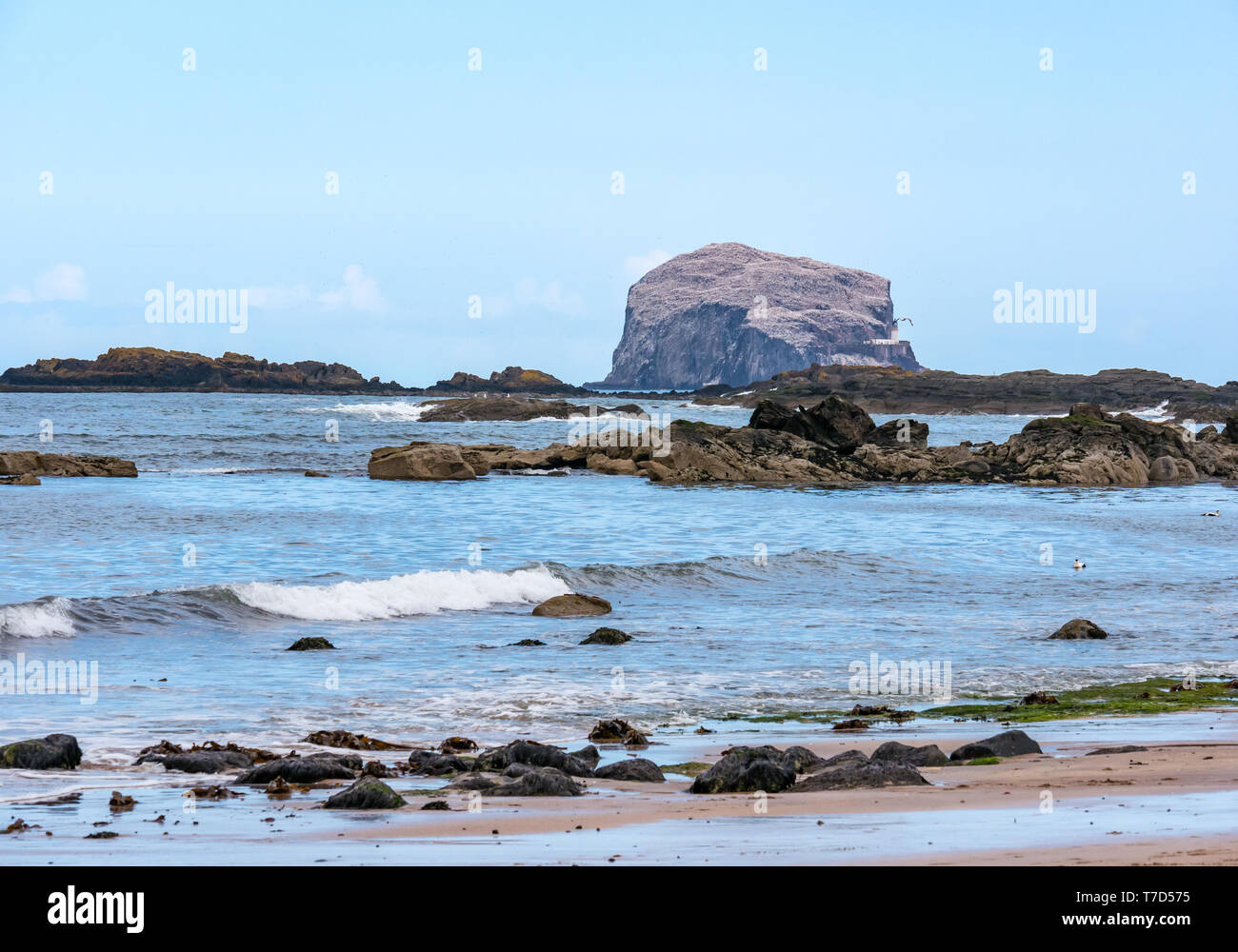 Bass Rock, grande Northern gannet colonia di uccelli marini; isola rock residuo della spina vulcanica, Firth of Forth, East Lothian, Scozia, Regno Unito Foto Stock