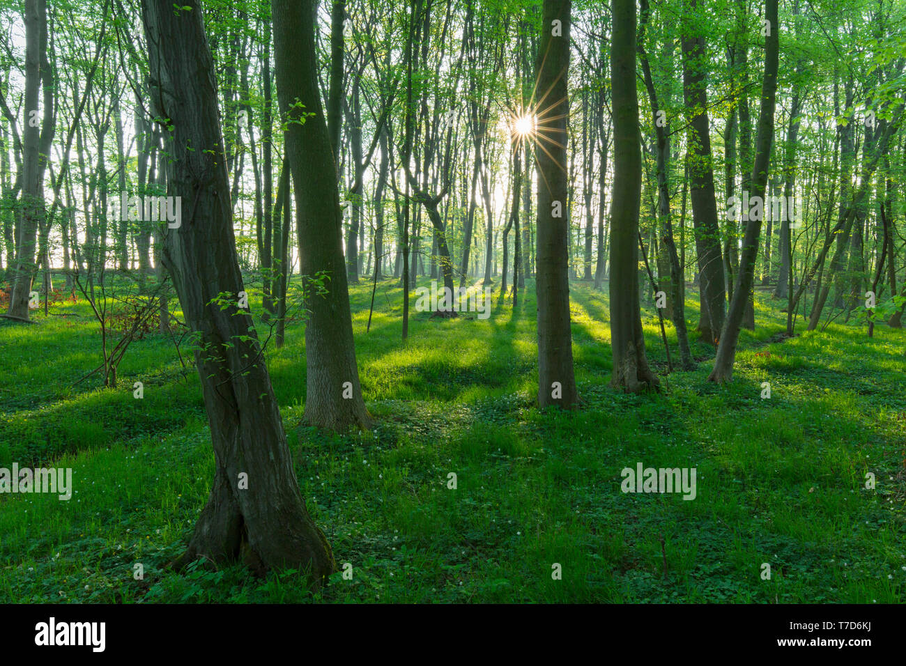 Sole che splende attraverso il faggio europeo / comune faggio (Fagus sylvatica) alberi nel bosco di latifoglie in primavera Foto Stock