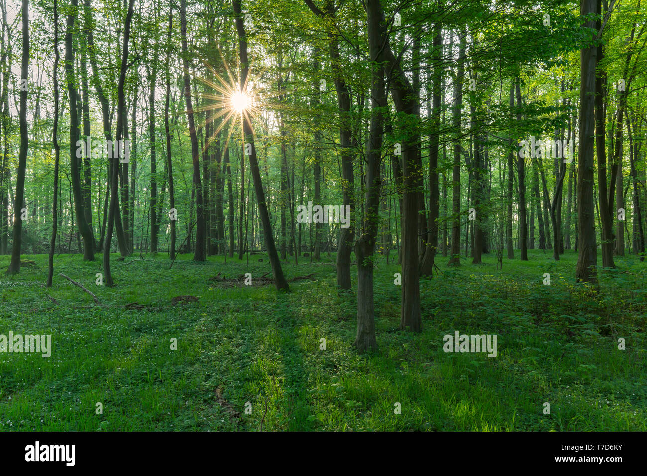 Sole che splende attraverso il faggio europeo / comune faggio (Fagus sylvatica) alberi nel bosco di latifoglie in primavera Foto Stock