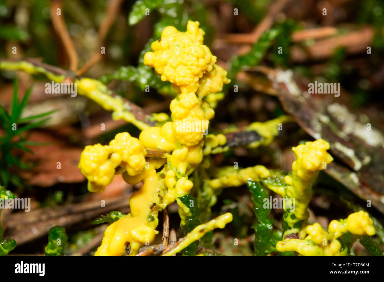 Stampo di fango, (Physarum virescens) Foto Stock