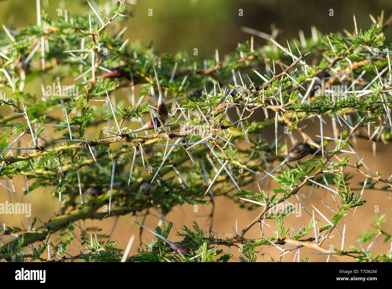 Dettaglio di Acacia seyal ramo di albero con spine, marrone galli e foglie, nell ovest del Kenya, Africa orientale Foto Stock