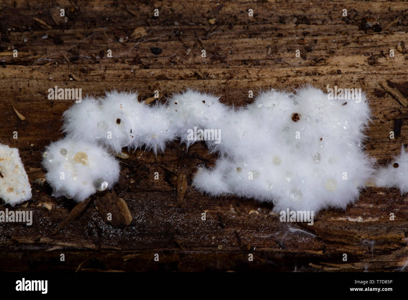 Polypore, guttation drop, (Oligoporus ptychogaster) Foto Stock