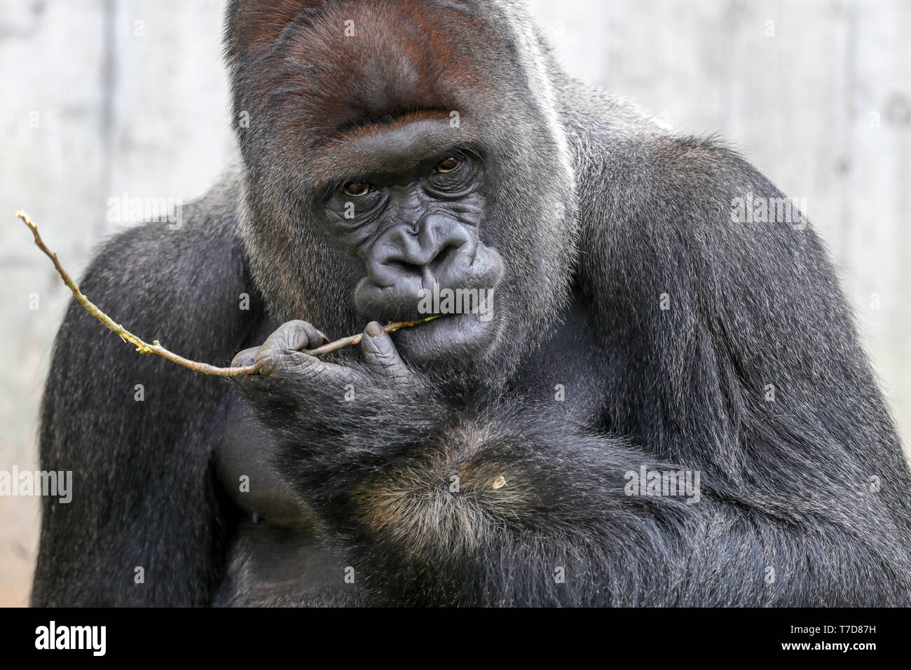 Gorilla (Gorilla gorilla gorilla), maschio, silverback, captive Foto Stock