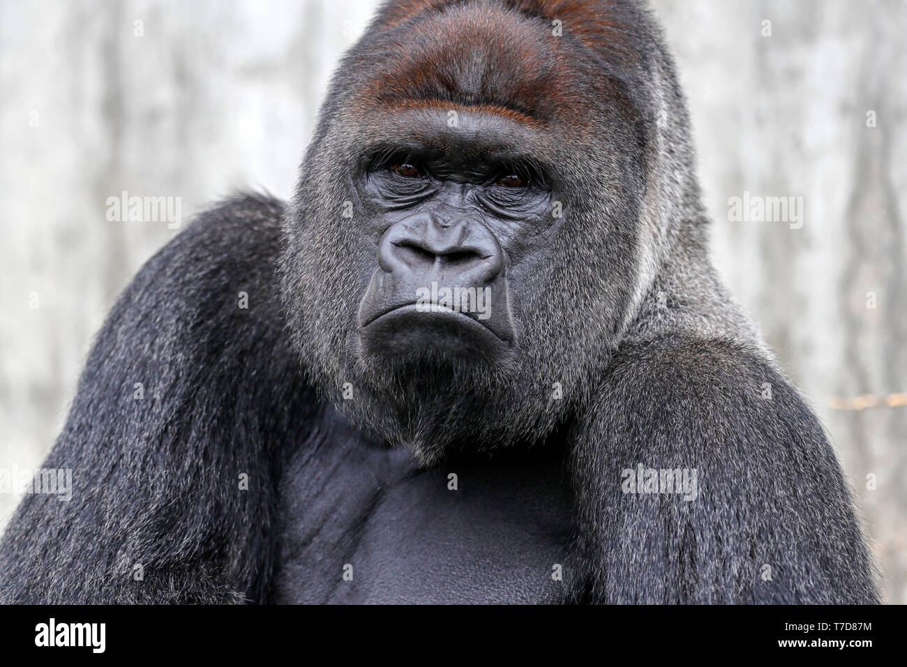 Gorilla (Gorilla gorilla gorilla), maschio, silverback, captive Foto Stock