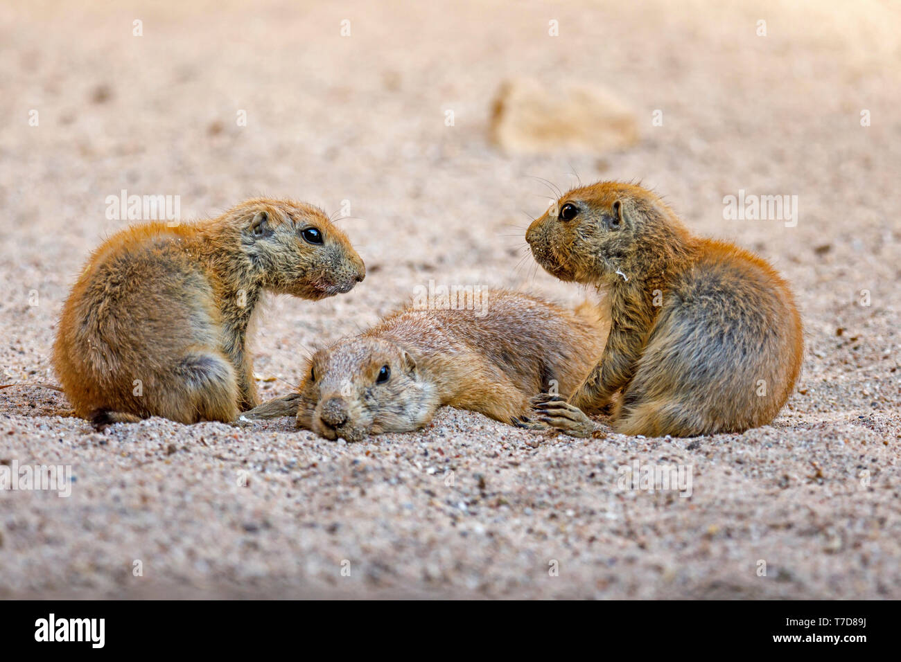 Nero-tailed cane della prateria, (Cynomys ludovicianus), giovane animale, captive Foto Stock