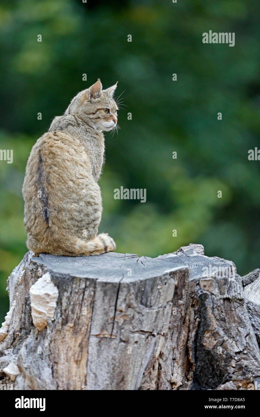 Comune gatto selvatico (Felis silvestris), captive Foto Stock