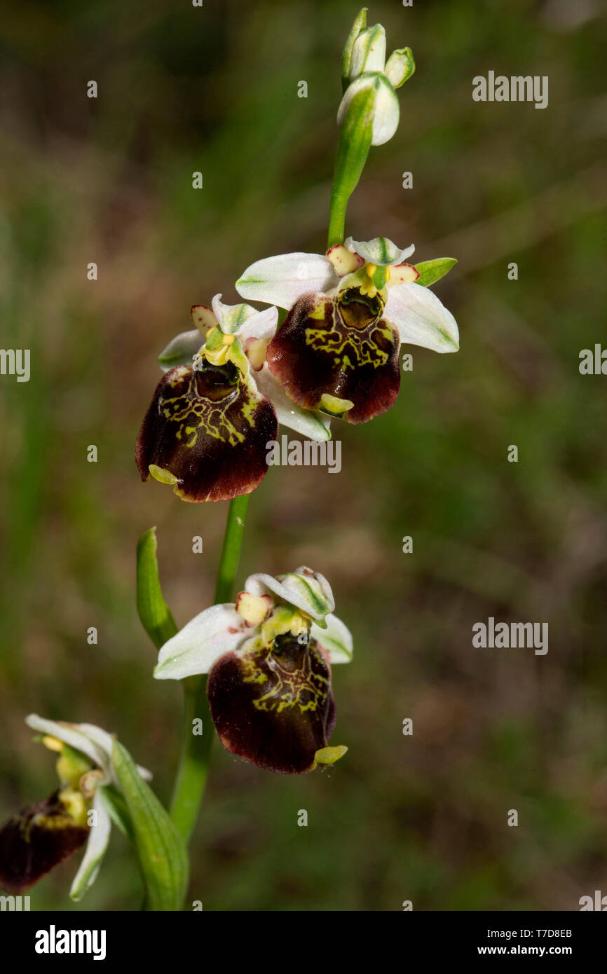 Fine di spider-orchid, (Ophrys holoserica) Foto Stock
