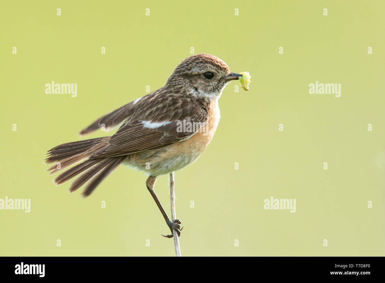 European stonechat, femmina, (Saxicola rubicola) Foto Stock