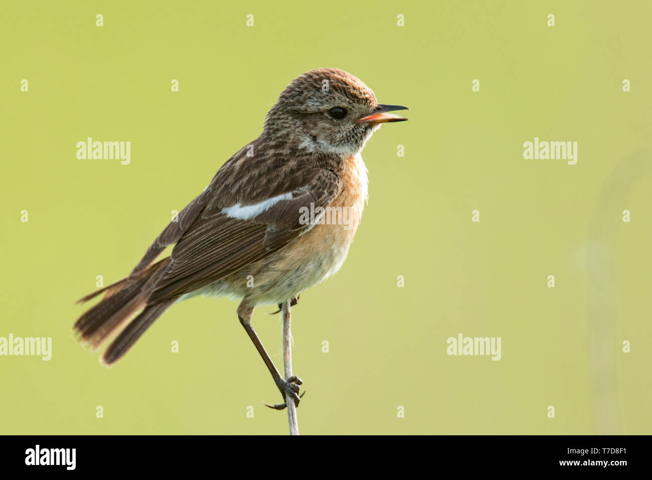 European stonechat, femmina, (Saxicola rubicola) Foto Stock