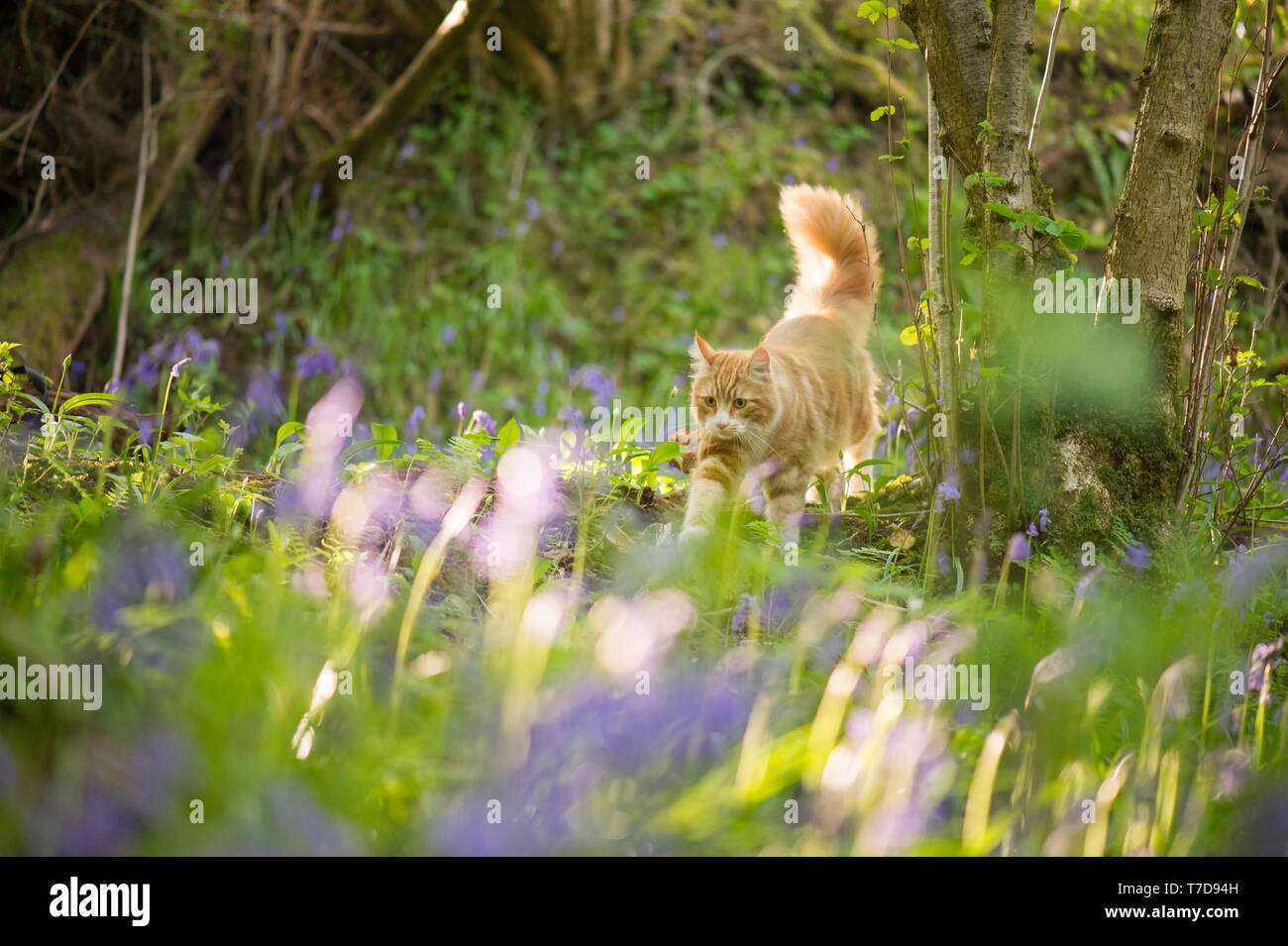 Un bel gatto maine coon bianco zenzero rosso che cammina tra i bluebells in giardino boscoso in primavera, con spazio copia, ideale per calendario, biglietto d'auguri. Foto Stock