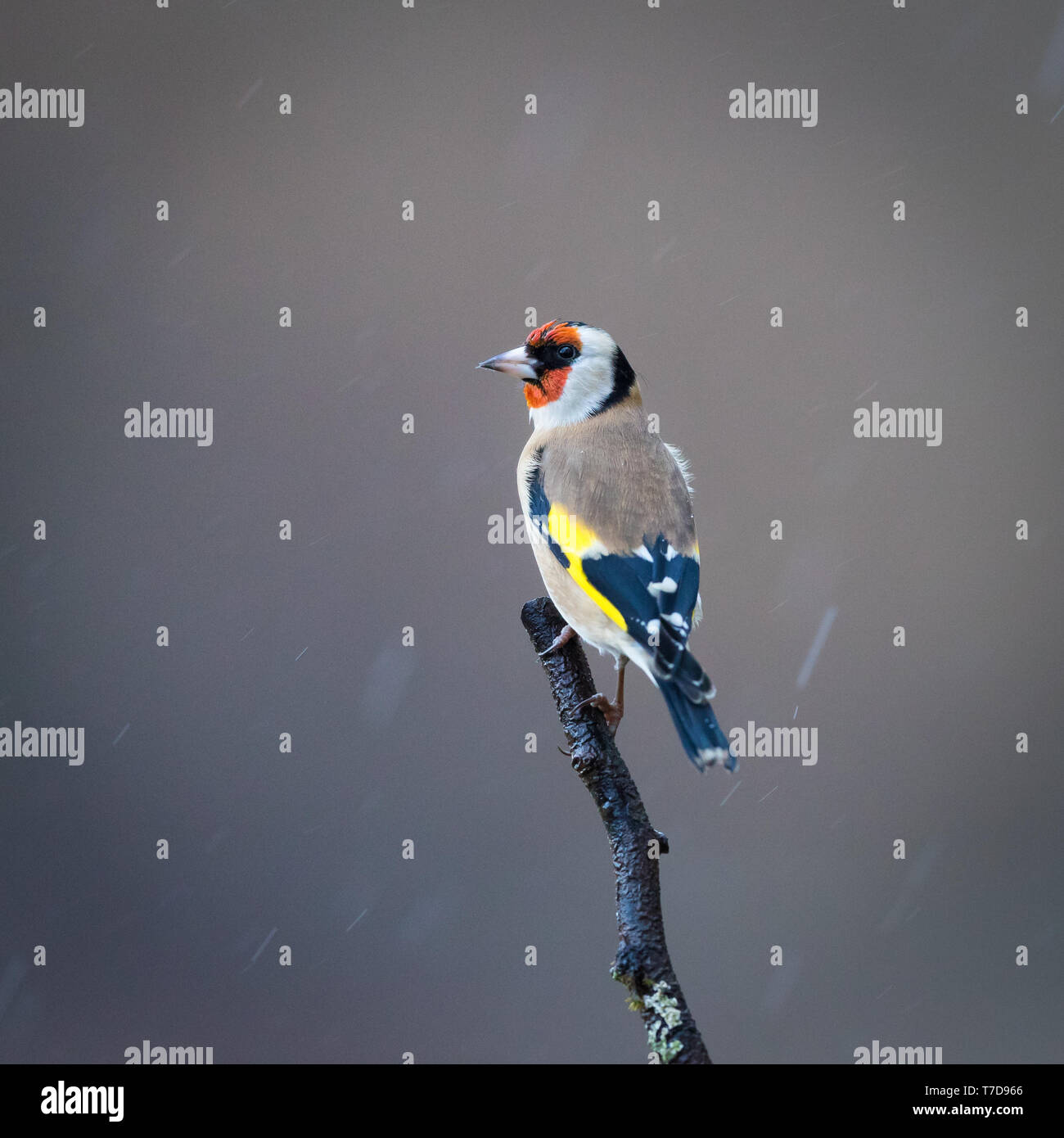 Cardellino appollaiato sotto la pioggia Foto Stock