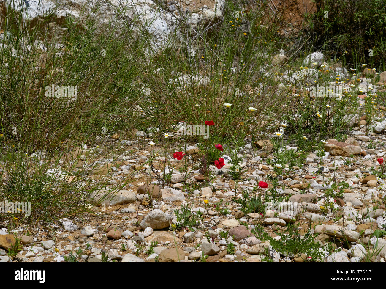 Papaveri selvatici e Daisy con altre piccole piante che crescono sul essiccato su letto di un piccolo corso d'acqua in una piccola valle in Andalusia, Spagna. Foto Stock