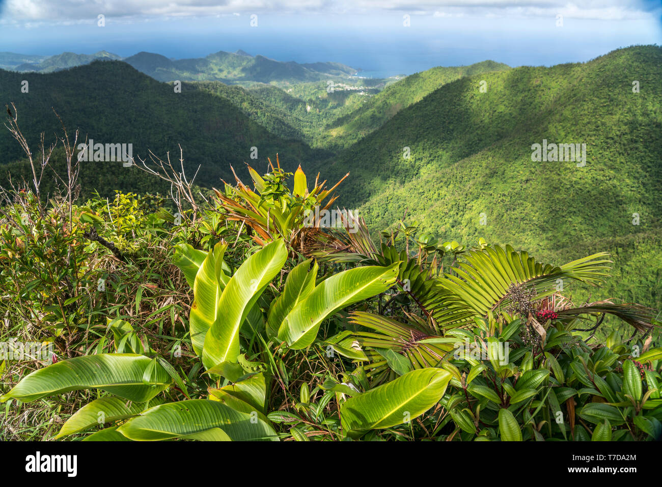 Landschaft im Morne Trois Pitons Nationalpark und die Ostküste von Dominica, Karibik, Mittelamerika | Parco nazionale Morne Trois Pitons paesaggio un Foto Stock