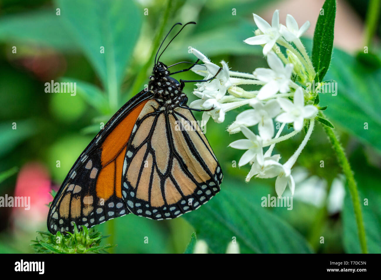 Danaus plexippus, il wanderer o farfalla monarca, con colorate luminose ali impollinare un fiore bianco Foto Stock