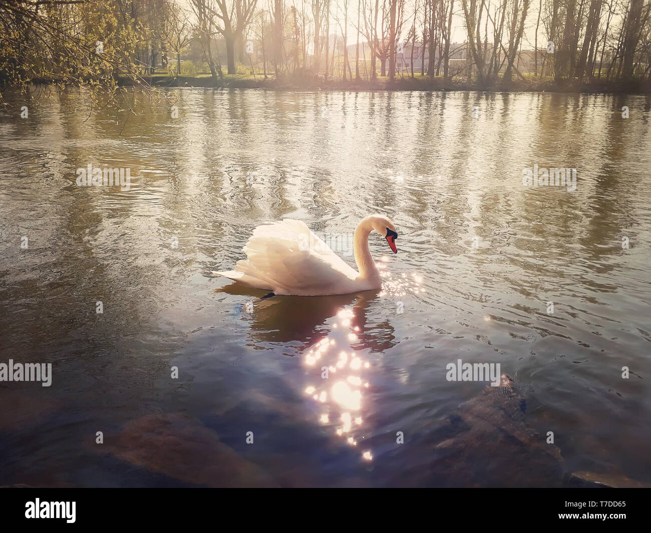 Primo piano della bella majestic White Swan galleggiante sul fiume in una soleggiata mattina di primavera a Strasburgo, in Francia. Foto Stock Primo piano della bella majestic White Swan galleggiante sul fiume in una soleggiata mattina di primavera a Strasburgo, in Francia. Foto Stock