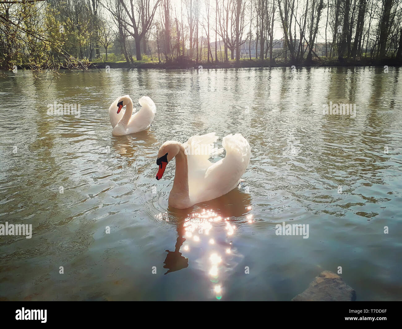 Primo piano di due splendidi maestosi cigni bianchi galleggiante sul fiume in una soleggiata mattina di primavera a Strasburgo, in Francia, in Alsazia. Foto Stock Primo piano di due splendidi maestosi cigni bianchi galleggiante sul fiume in una soleggiata mattina di primavera a Strasburgo, in Francia, in Alsazia. Foto Stock