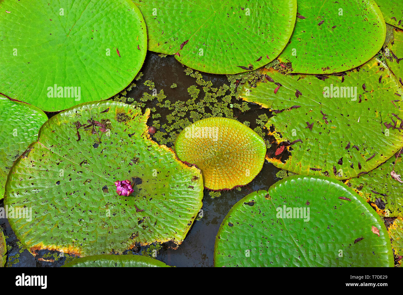 Fiore di loto nella foresta amazzonica Foto Stock