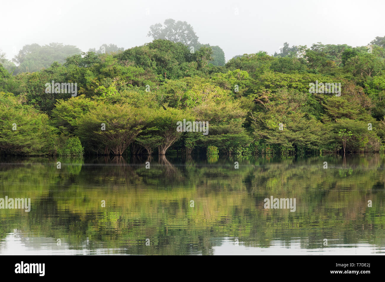 La foresta pluviale nelle acque del Rio Jauperi affluente del fiume Rio delle Amazzoni Foto Stock