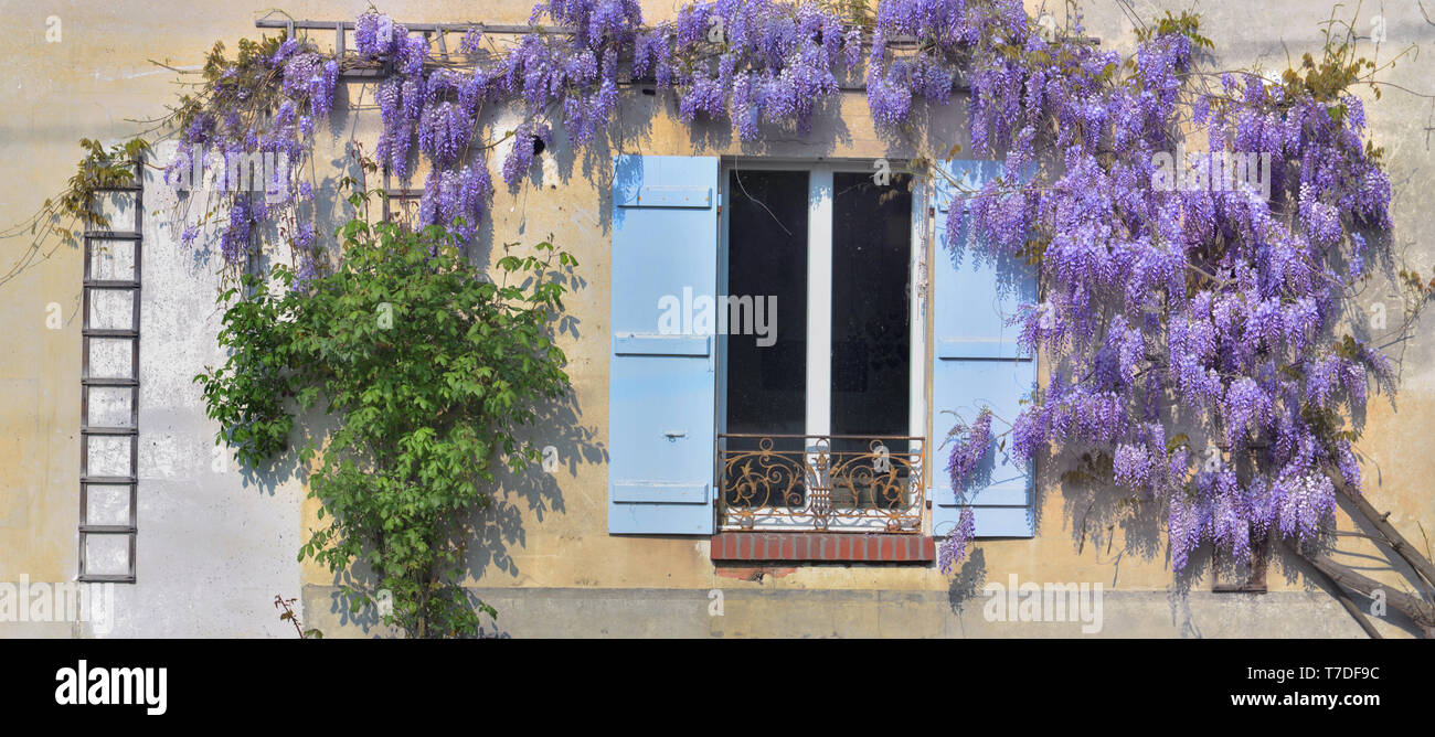 Il glicine che fiorisce in primavera contro un antica casa rurale con persiane blu nella finestra Foto Stock