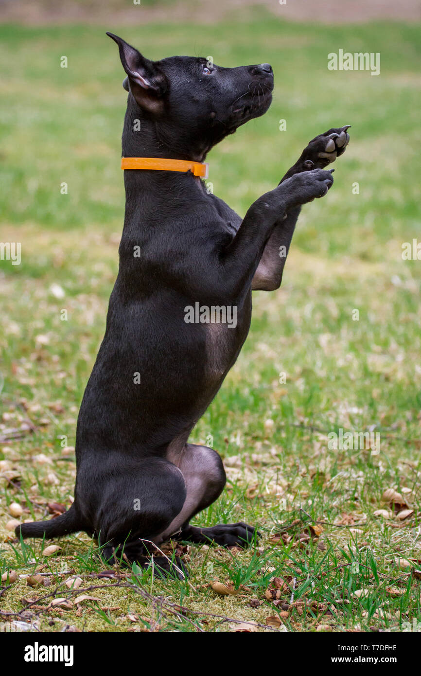 Patterdale Terrier di accattonaggio Foto Stock