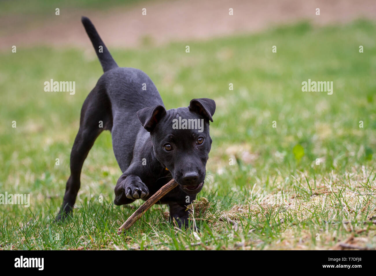 Patterdale Terrier cucciolo giocando con un bastone Foto Stock