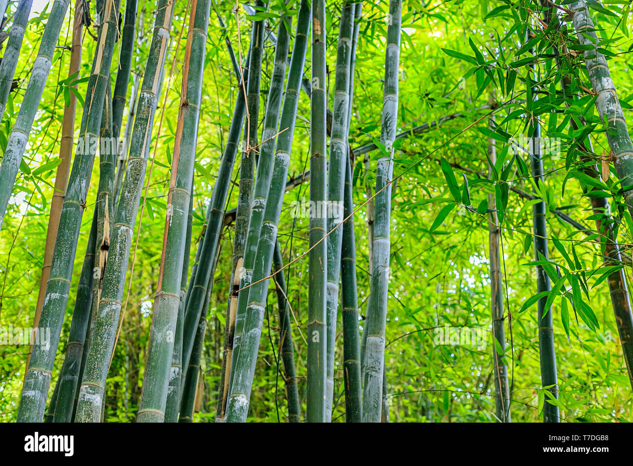 Verde foresta di bambù in un parco in un ambiente naturale in Maraces. Il Marocco Foto Stock